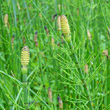 Portraitfoto Equisetum fluviatile